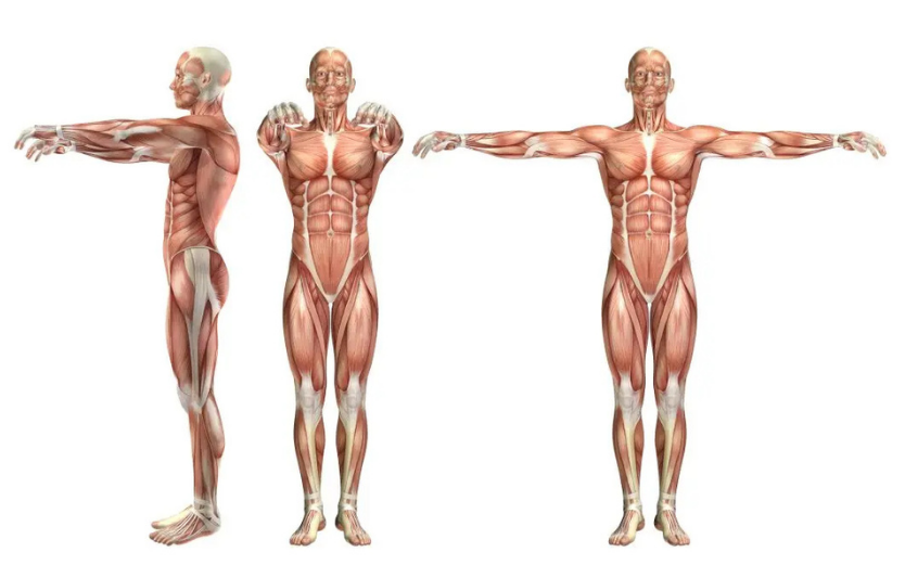 Mięśnie i ich funkcje